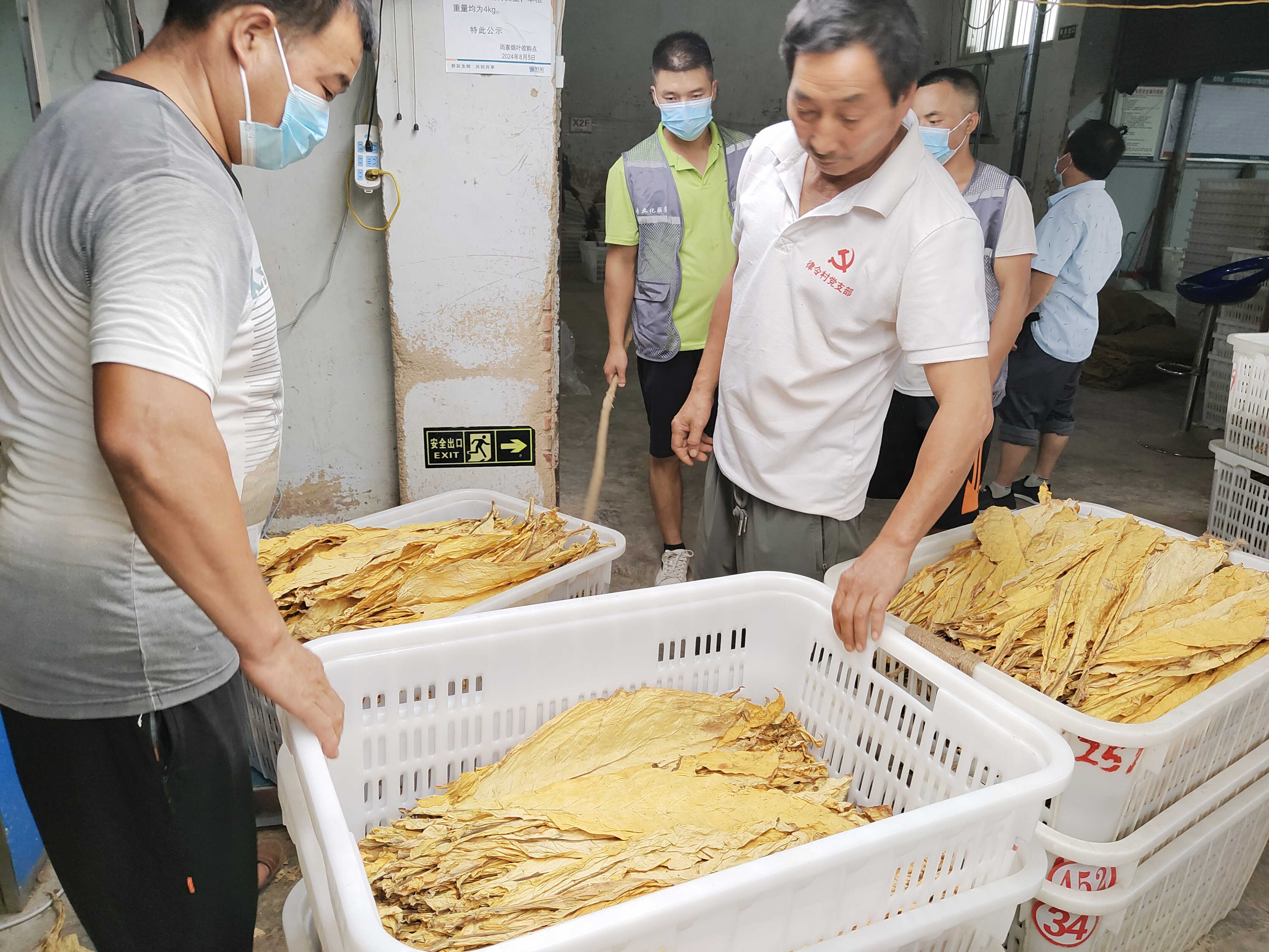 镇远尚寨"金叶"开秤烟农乐,烤烟收购正当时